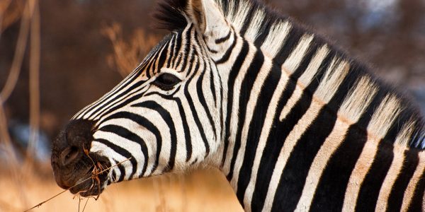 zuid-afrikaanse zebra