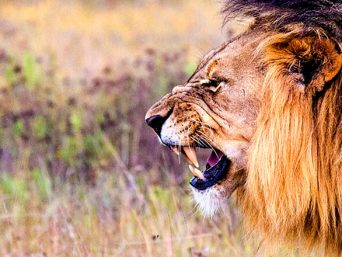 Brullende leeuw in het Krugerpark