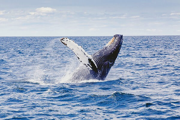 Bultrug walvis slaat de bres ~ Tuinroute, Zuid-Afrika