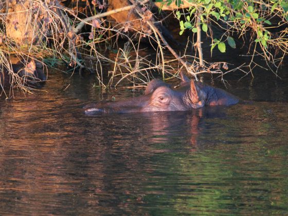 nijlpaard drijft boven water