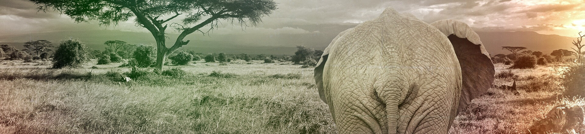 Olifant op wandel in het Addo Elephant Park, achteraanzicht