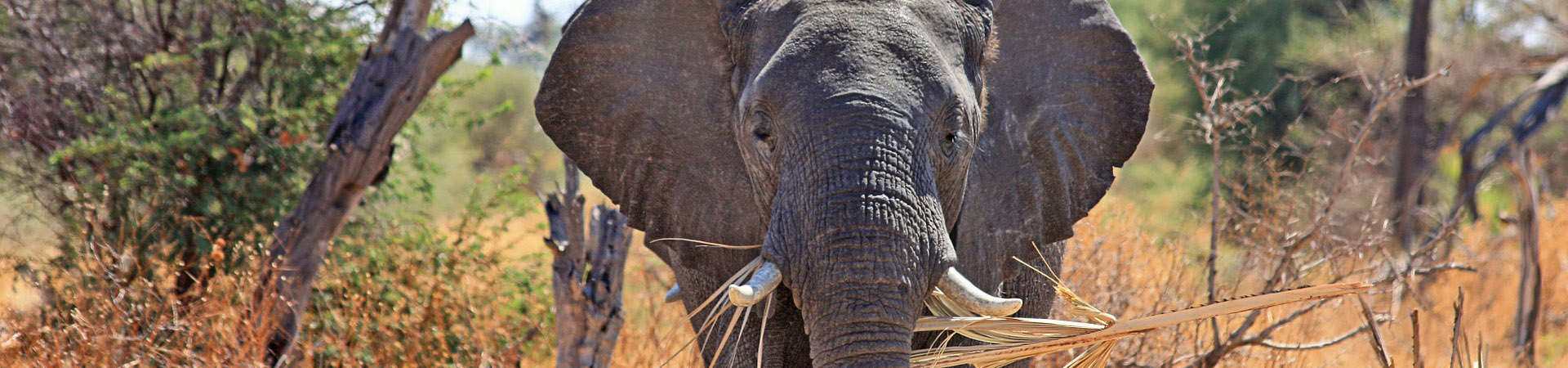 Olifant tijdens duurzame, Fair-Trade Safari