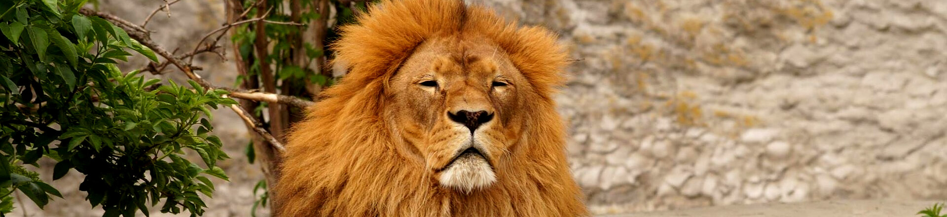 Close-up van leeuw tijdens Krugerpark Safari