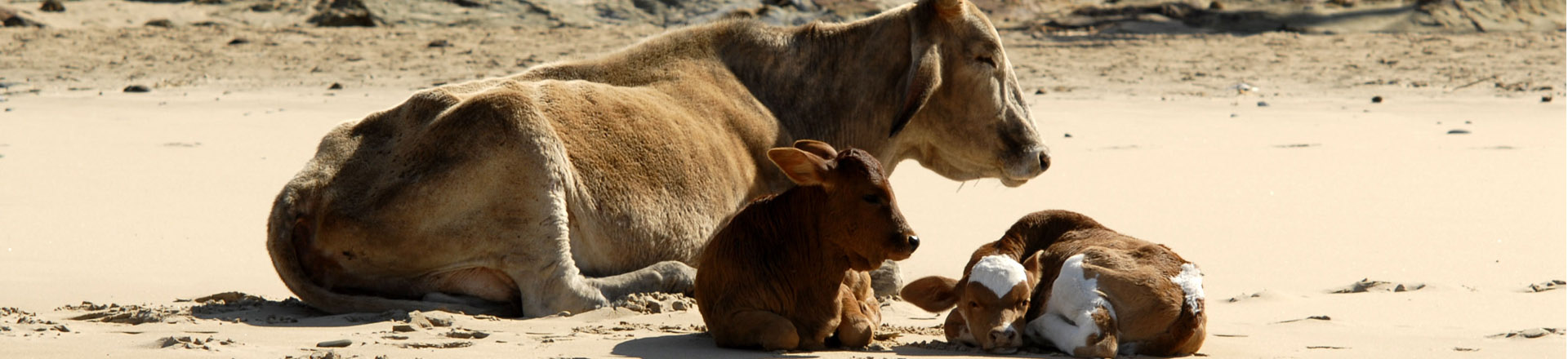 Afrikaans wildlife zonnend op het strand