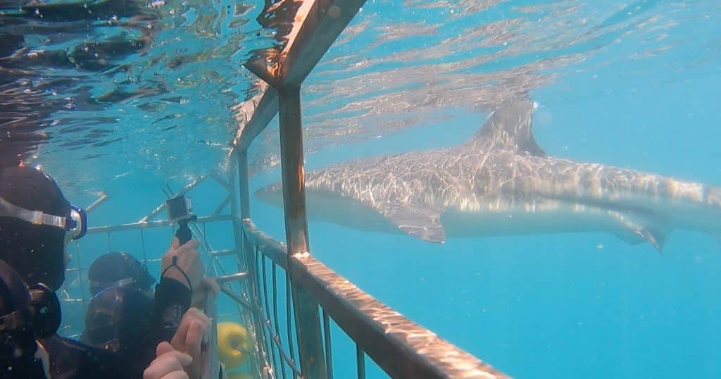 Kooiduiken met haaien