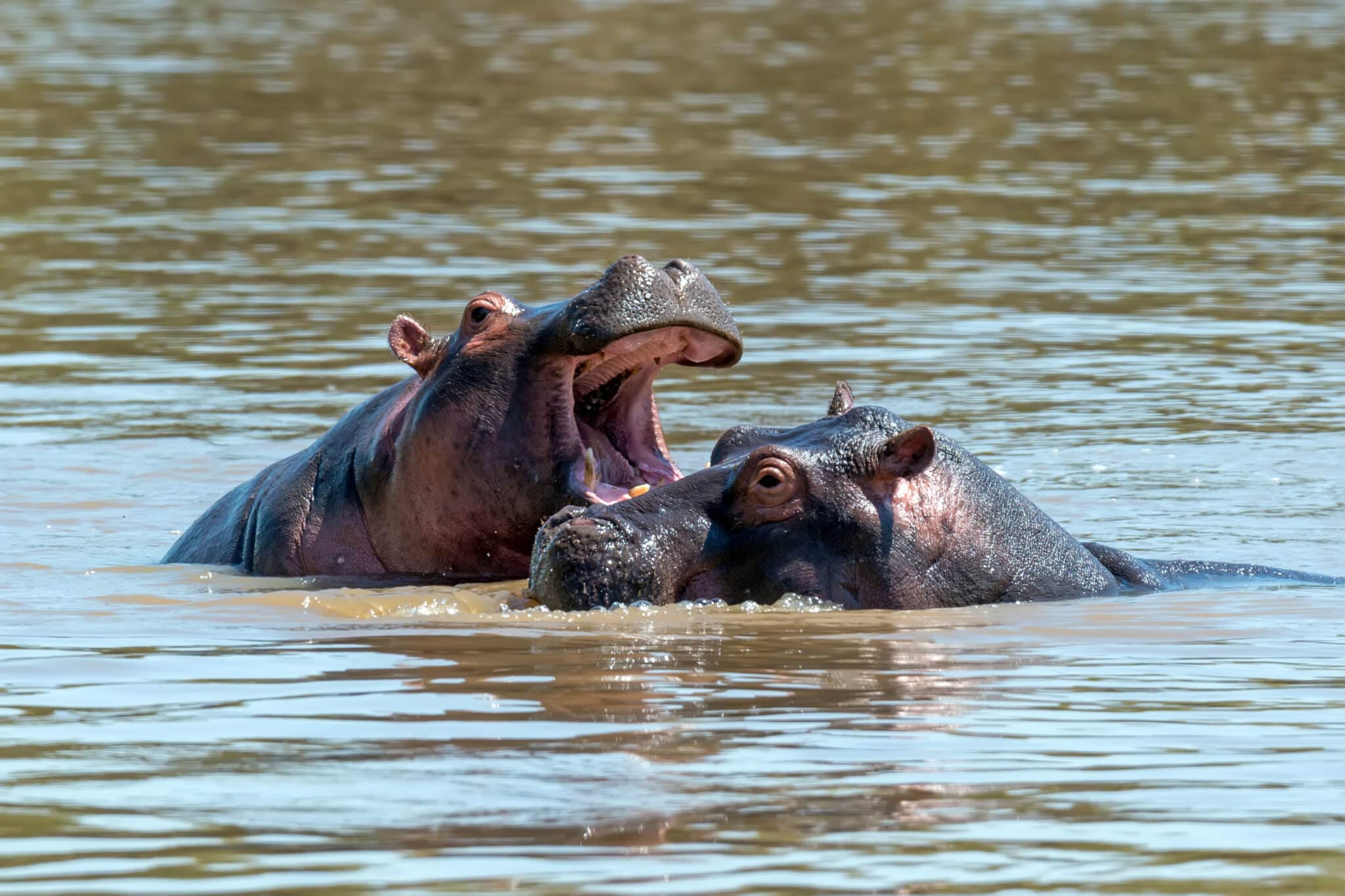 Nijlpaarden tijdens water Safari in Zuid-Afrika
