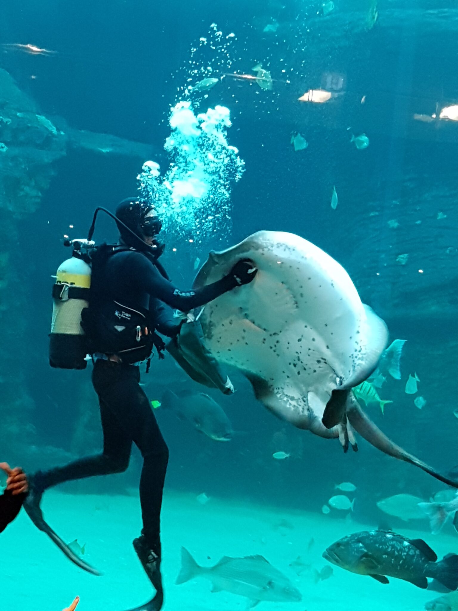 Aquarium Kaapstad of Durban bezoek