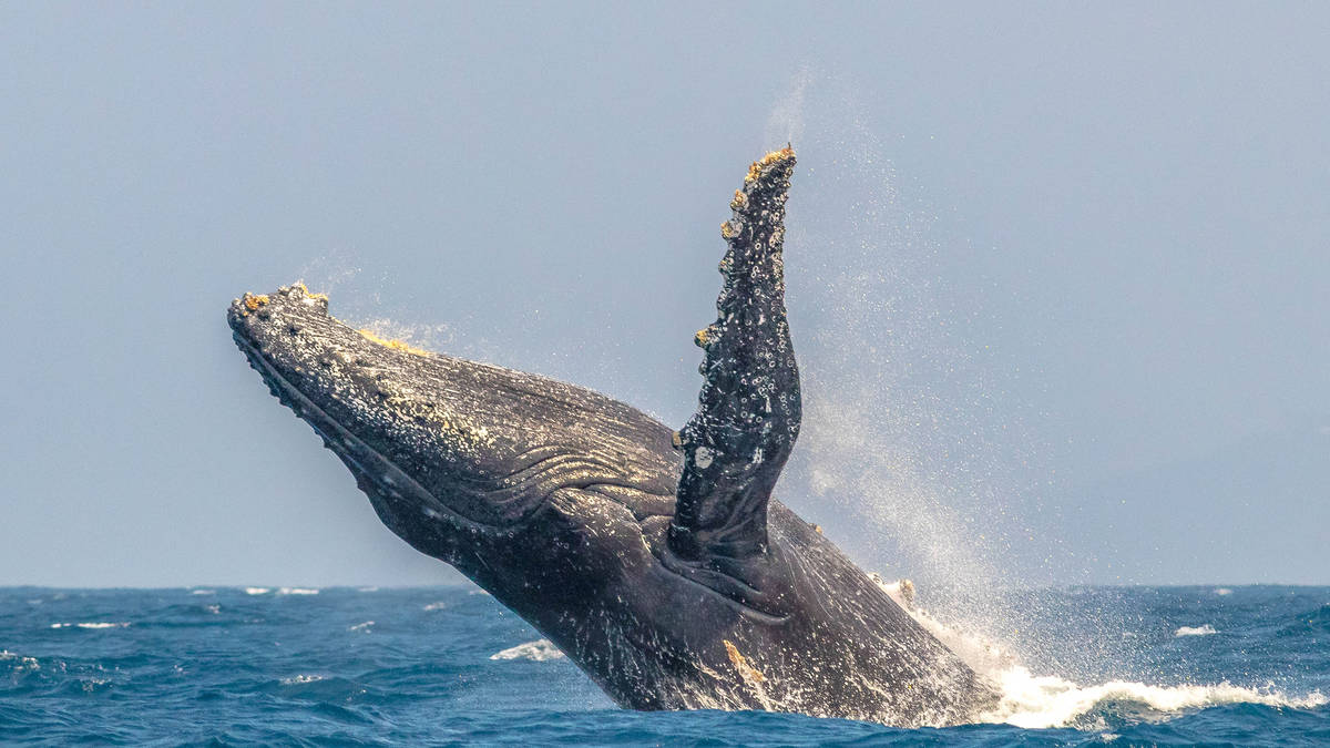 Walvissen in Zuid-Afrika