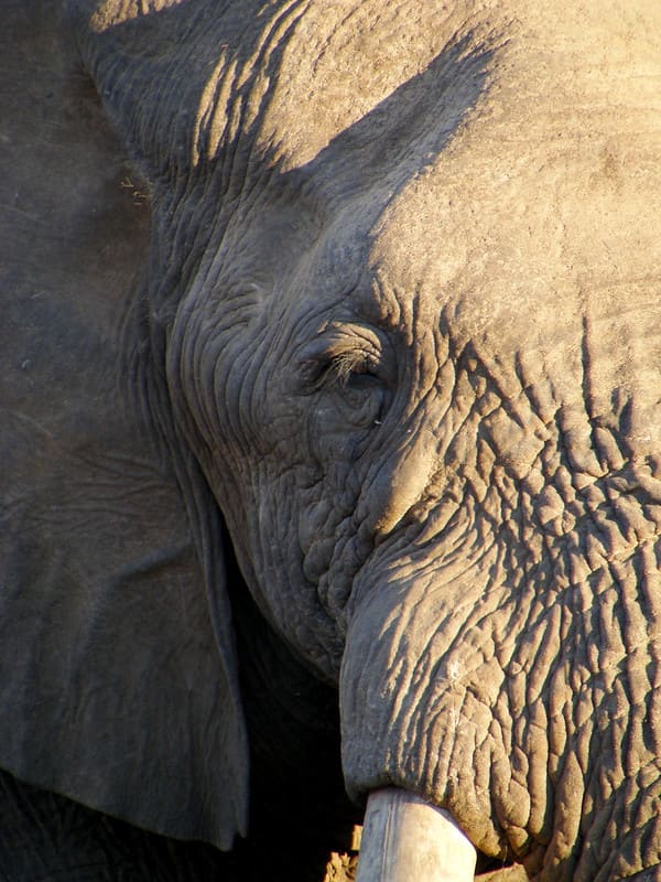 Olifant oog close-up