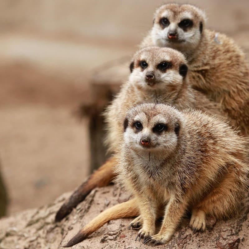Stokstaartjes familie op uitkijk