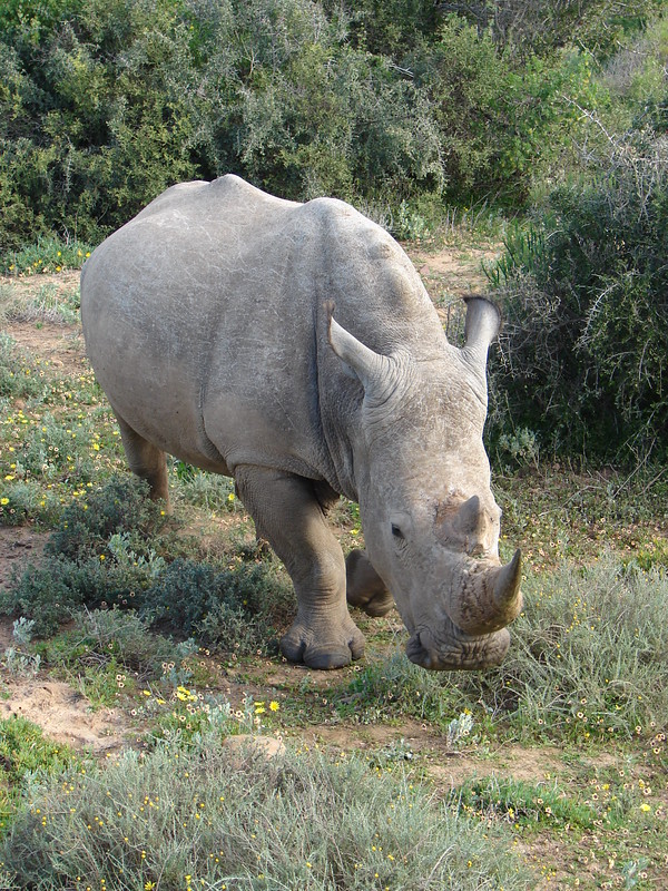 Vooraanzicht Zuid-Afrika neushoorn
