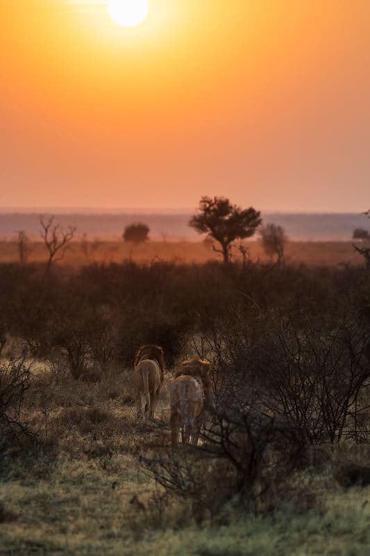 Madikwe Park zonsondergang