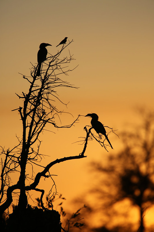 Vogel koppel in MalaMala Game Reserve