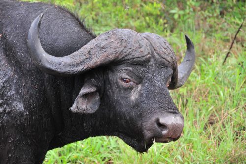 Kaapse Buffel in Sabi Sands Game Reserve