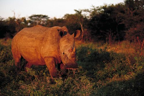 Witte neushoorn in het Kapama Game Reserve